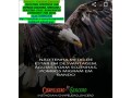 documentos-para-comprovar-rendaautonomosprofissionais-liberaismicroempresariosmeis-small-0